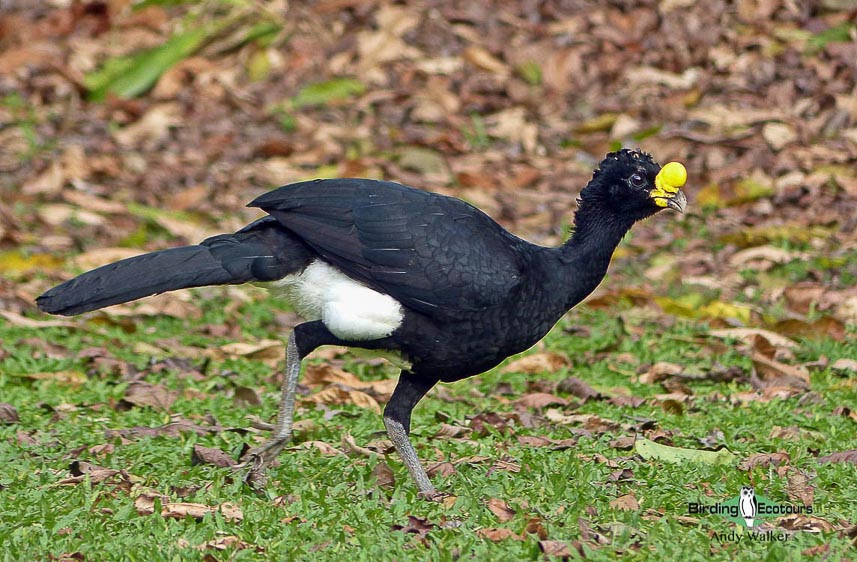 Costa Rica specialties birding tour