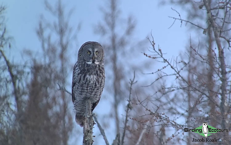 Minnesota birding tours