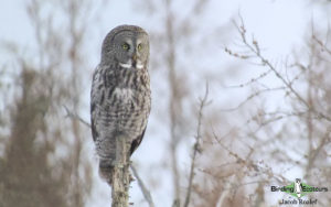 Yellowstone birding and wildlife tour