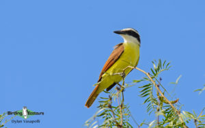 Texas birding tours