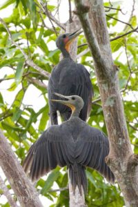The Philippines birding tours