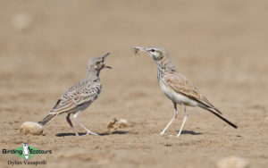 Morocco birding tours