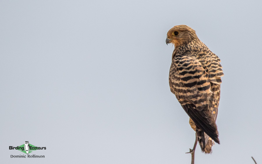 Kalahari mammal and birding tour