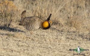 Colorado birding tours