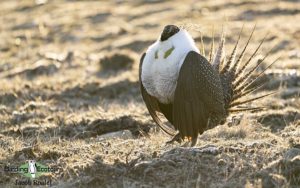 Colorado birding tours