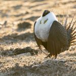 Colorado birding tours