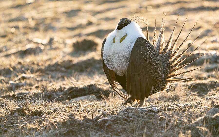 Colorado birding tours