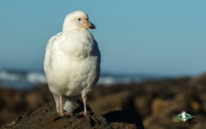 Antarctica birding tours