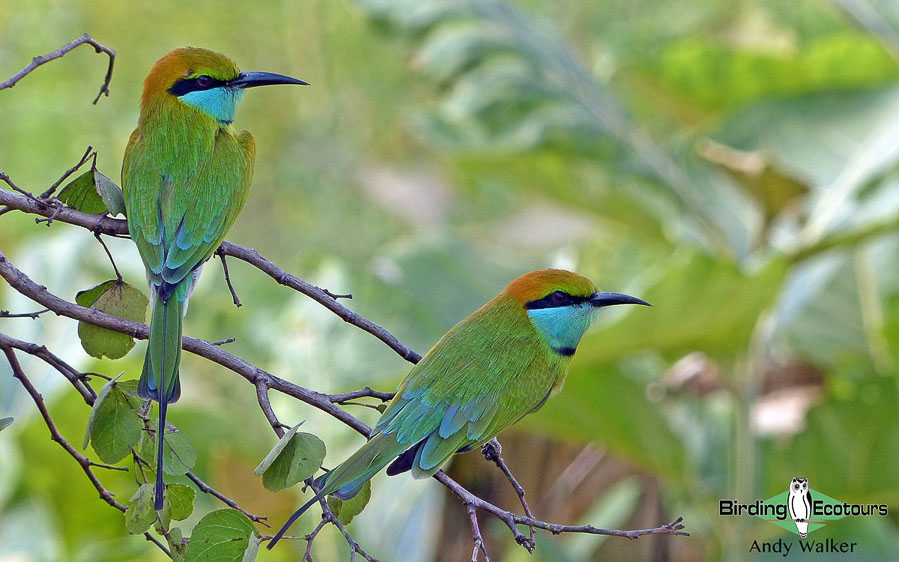 Sri Lanka birding tours