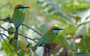 Sri Lanka birding tours