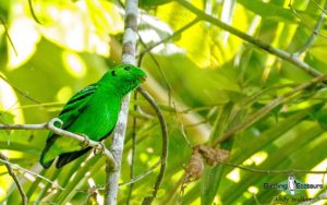 Southern Thailand birding tours