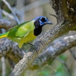 Texas birding tours