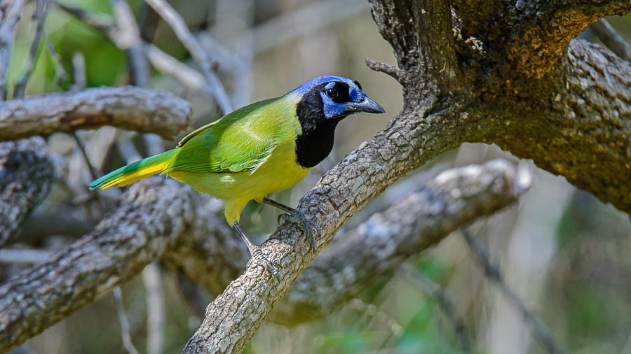 Texas birding tours