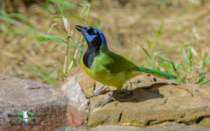 Texas birding tours