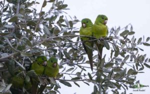 Texas birding tours