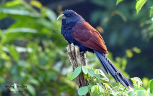 Sri Lanka birding tours