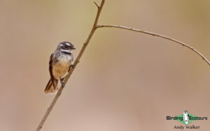 Southwest Australia birding tours
