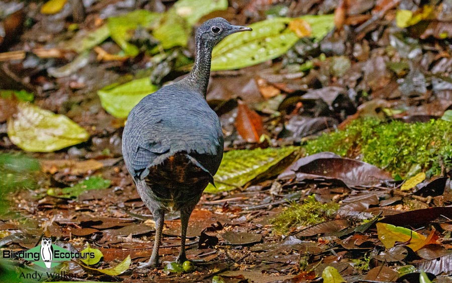 Southern Ecuador birding tours