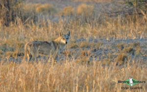 Northwest India birding tours