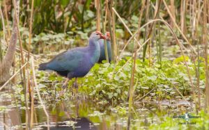 Florida birding tours