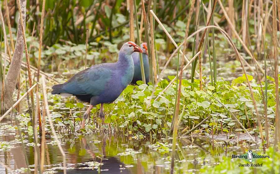 Florida birding tours