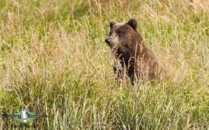 Yellowstone birding and wildlife tour