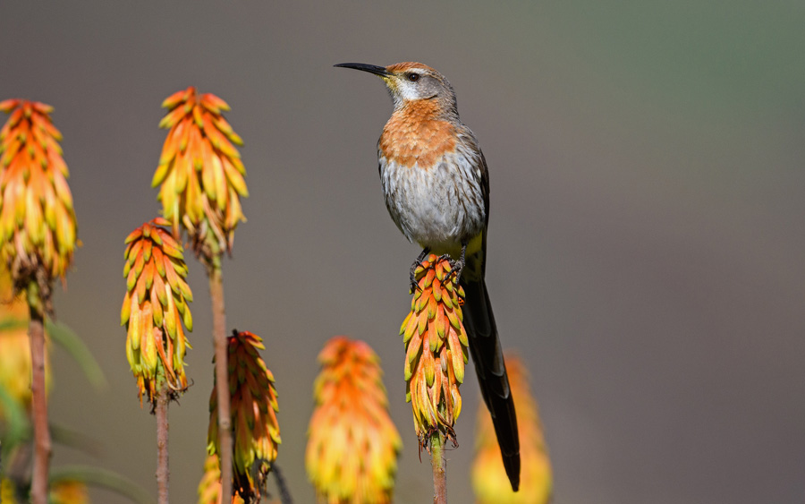 Subtropical South Africa birding tours