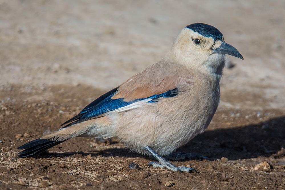 Qinghai birding tours