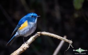 Qinghai birding tours