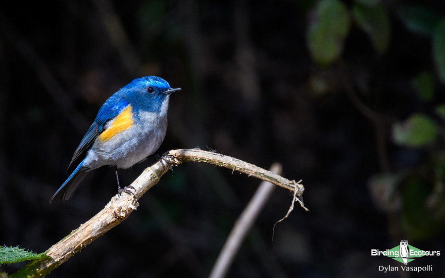 Himalayan birding tours