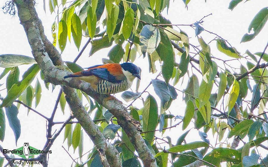 Nepal birding tours