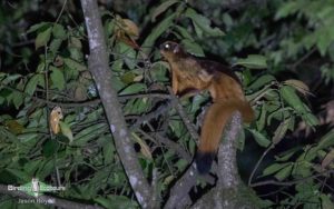 Himalayas birding tours