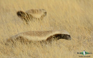 Kalahari mammal and birding tours