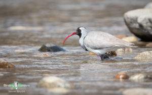 Himalayas birding tours