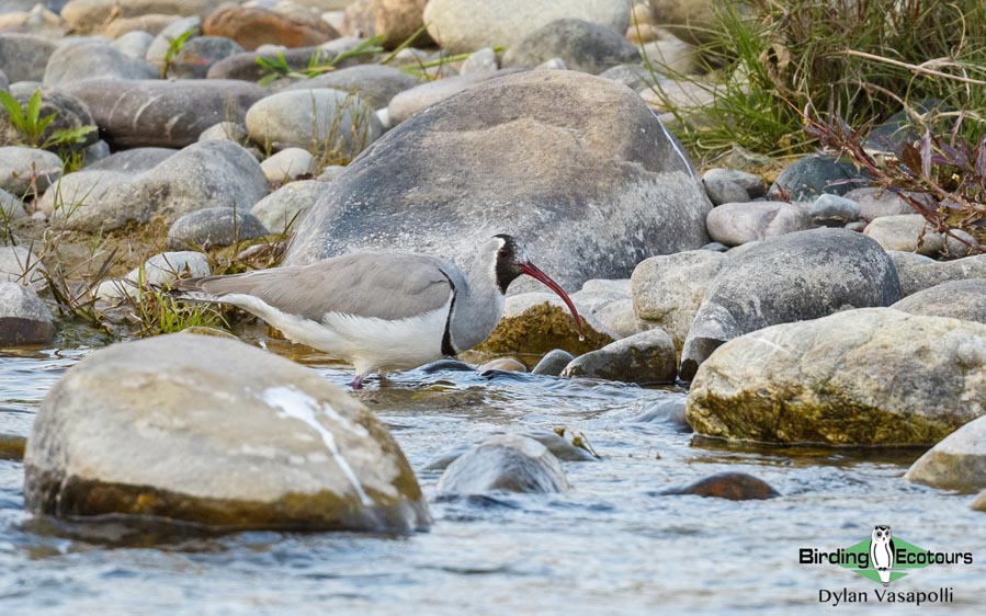 Northeastern India birding tours