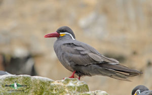 Central Peru birding tour