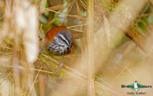 Machu Picchu birding tours