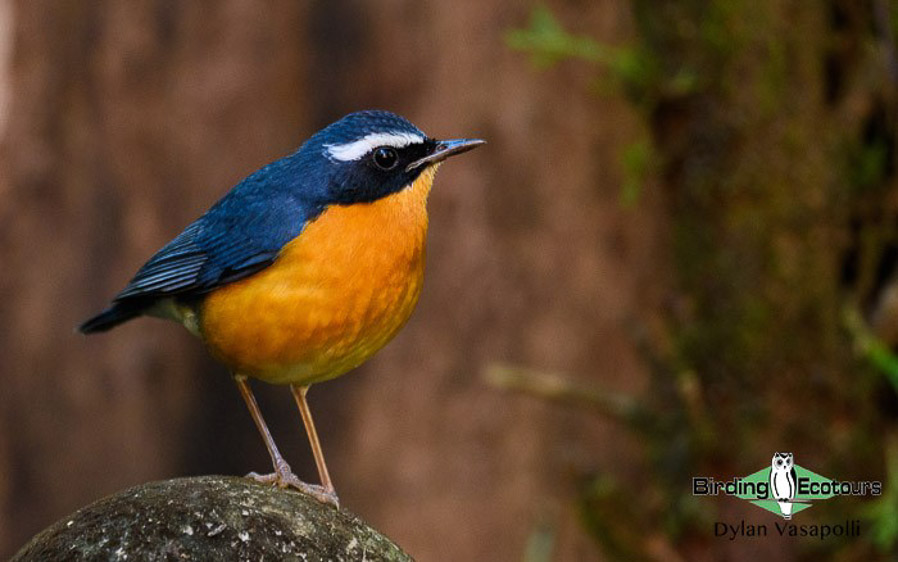 Sri Lanka birding tours