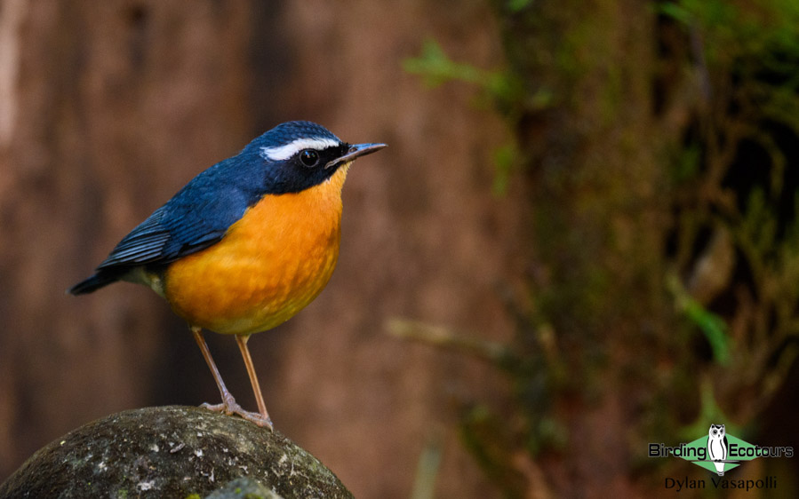 Western Ghats and Nilgiri birding tours