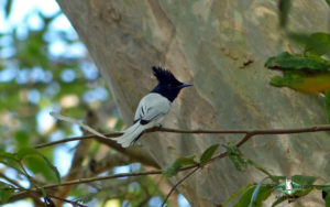 Sri Lanka birding tours