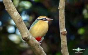 Sri Lanka birding tours