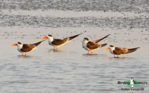 Northwest India birding tours