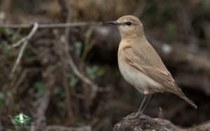 Qinghai birding tours