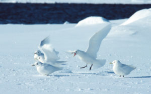 Svalbard birding cruises