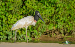 Costa Rica specialties birding tour