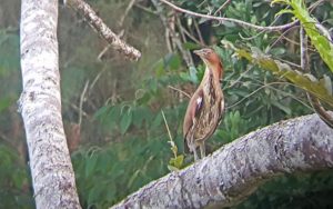The Philippines birding tours