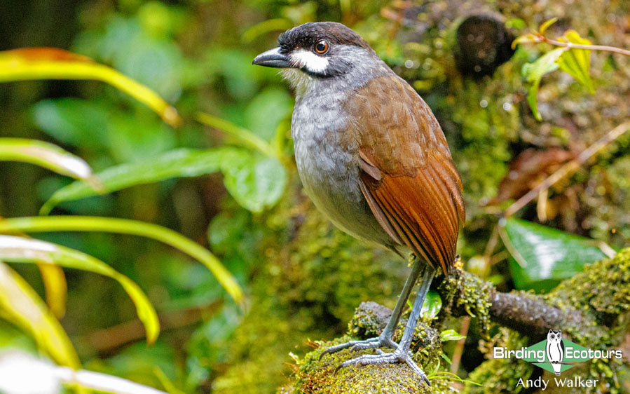 Southern Ecuador birding tours