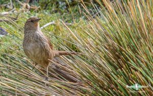 Machu Picchu birding tours