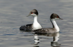 Central Peru birding tour