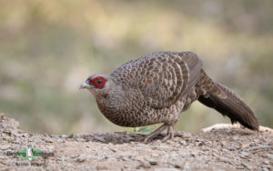 Himalayas birding tours